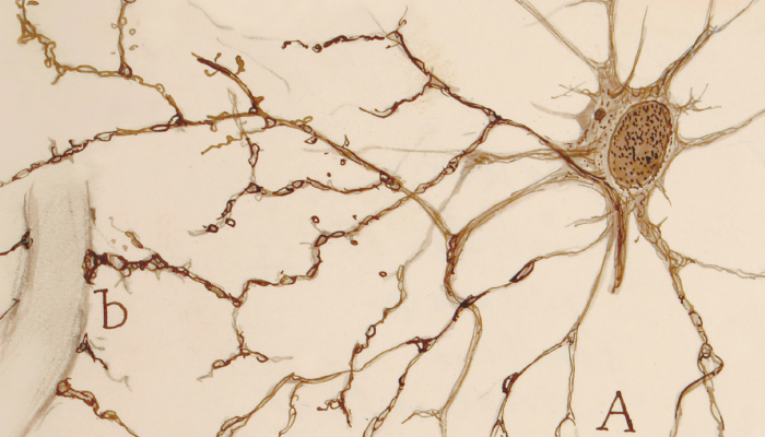 La mirada atenta: dibujos de Santiago Ramón y Cajal