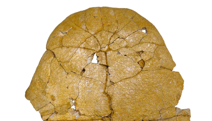 Sala de las Tortugas, Universidad de Salamanca